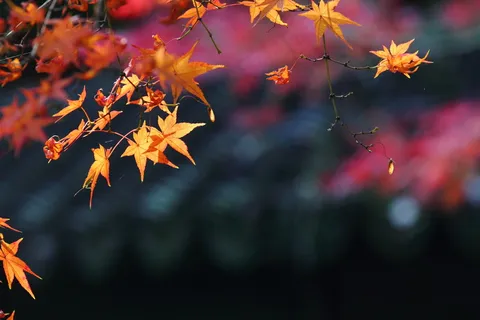 深秋枫叶图片 深秋枫叶图片