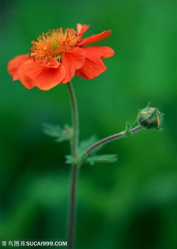 花卉物语-漂亮的红色花朵