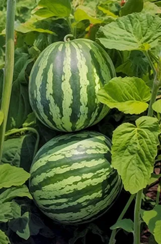 西瓜地藤蔓背景