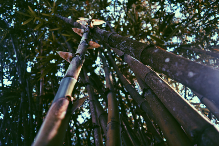 高清树木树林