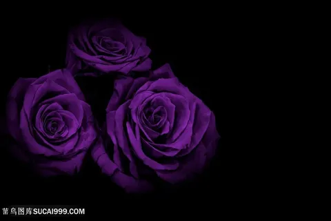 唯美高贵紫色玫瑰花鲜花图片