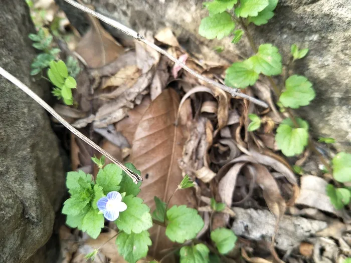 蓝色的小花花