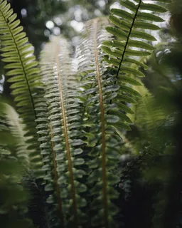 绿色叶子蕨类植物图片 绿色叶子蕨类植物图片