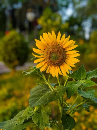 黄色向日葵摄影素材