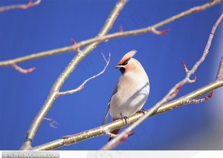站在枝头的小鸟