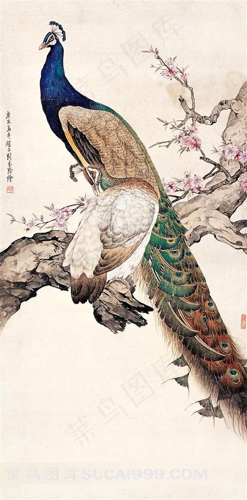高清孔雀图片素材