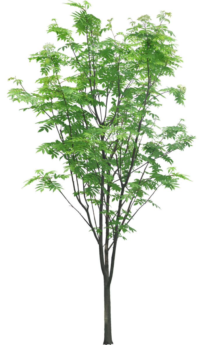 高清树木素材 免抠PSD植物素材 美术绘画园林贴图 树草灌木花草