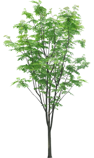 高清树木素材 免抠PSD植物素材 美术绘画园林贴图 树草灌木花草