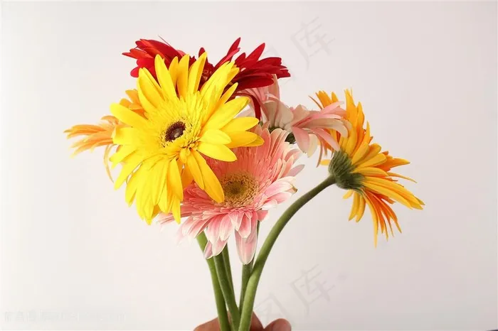 非洲菊花束野菊花
