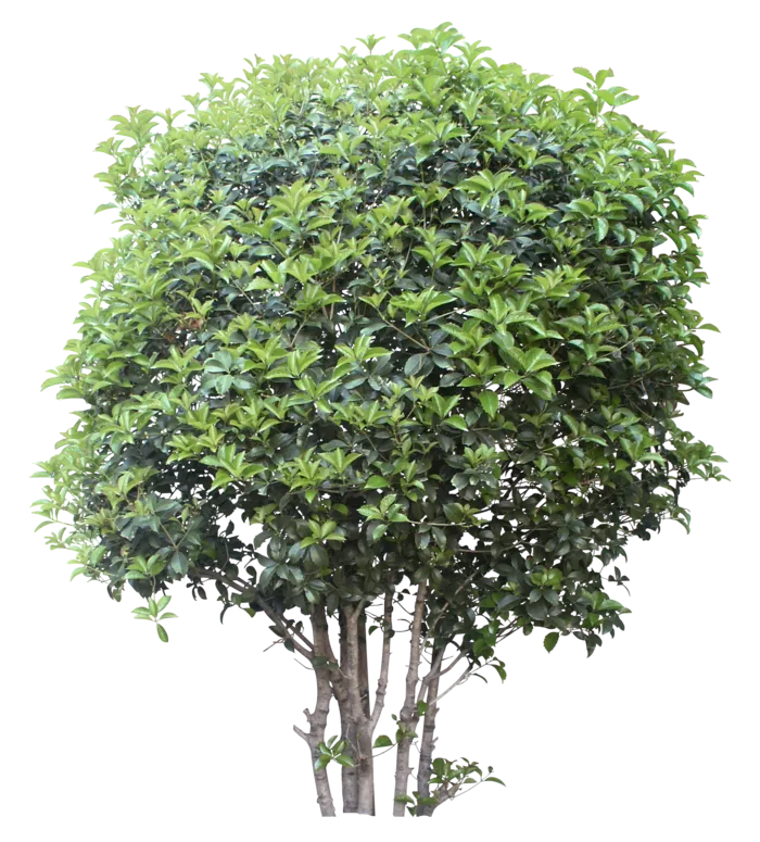 高清树木素材 免抠PSD植物素材 美术绘画园林贴图 树草灌木花草