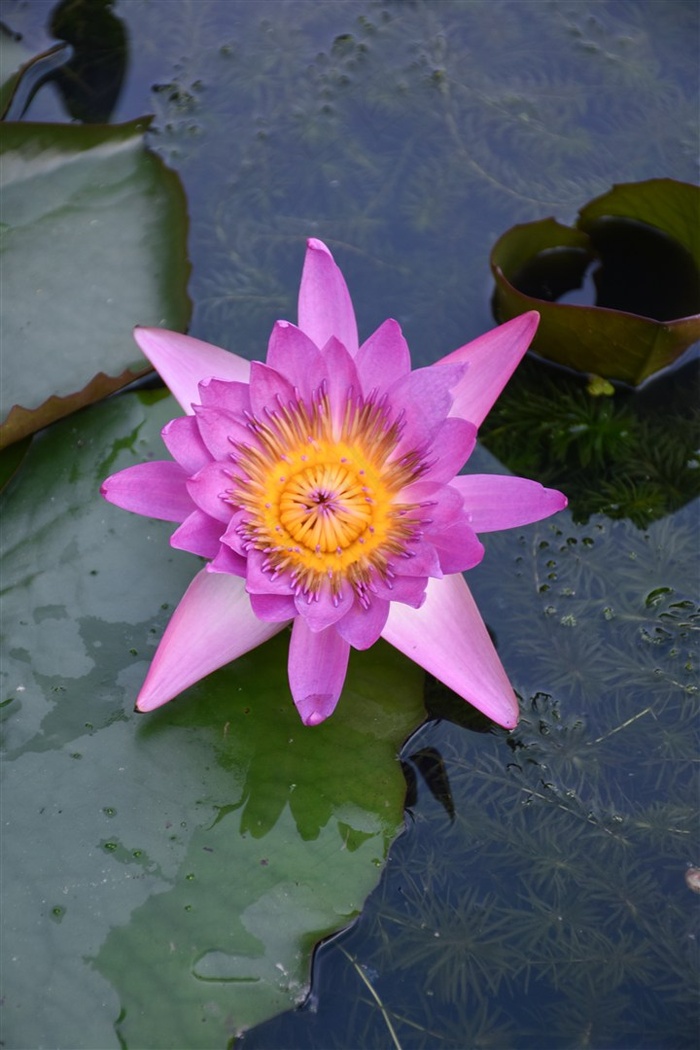 水里的紫色荷花