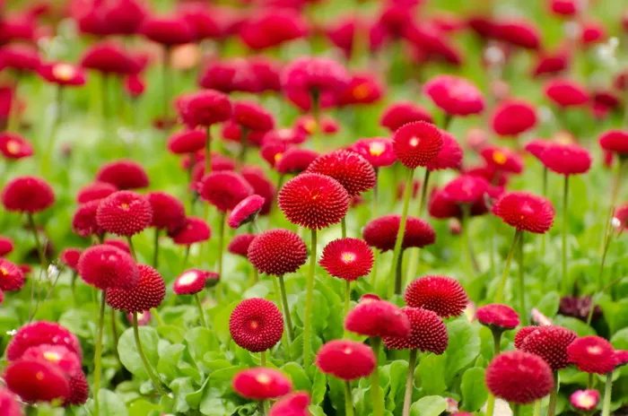 花圃图片
