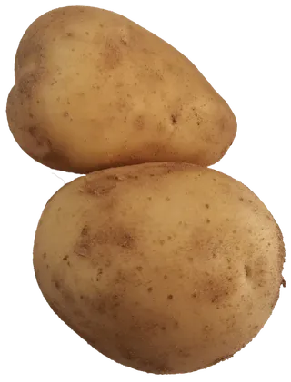 两个黄色洋芋黄心新土豆带沙免抠元素实物摄影素材