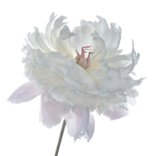 白色花朵粉色花蕊素材免扣