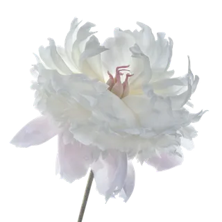 白色花朵粉色花蕊素材免扣