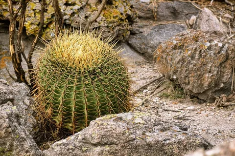绿色仙人掌仙人球摄影素材