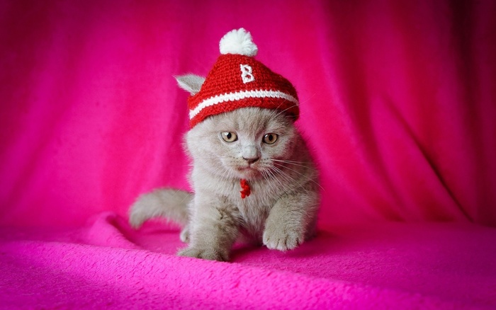 小猫戴帽子