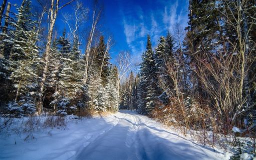 下过雪的美丽树林