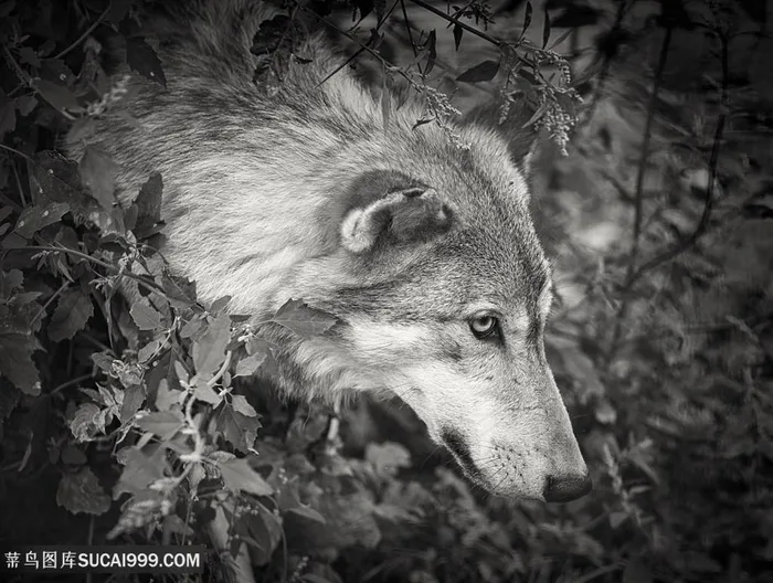 唯美野生动物树丛中伸出头的狼图片