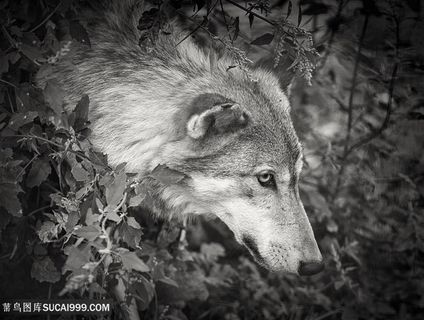 唯美野生动物树丛中伸出头的狼图片