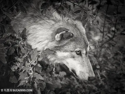 唯美野生动物树丛中伸出头的狼图片