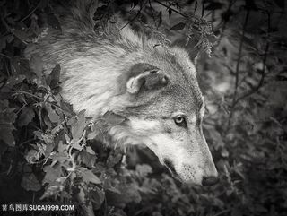 唯美野生动物树丛中伸出头的狼图片