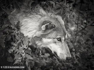 唯美野生动物树丛中伸出头的狼图片