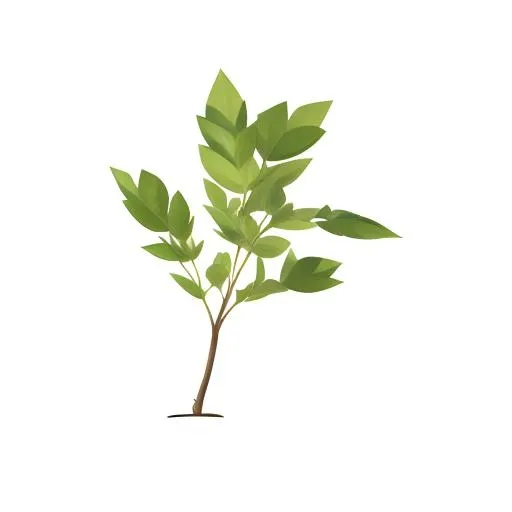 叶子树叶免抠(2048x2048)