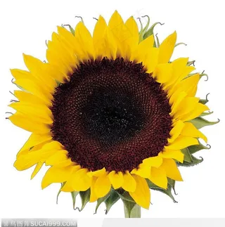 接满硕果的向日葵