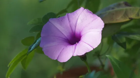 一朵紫色矮牵牛花图片 一朵紫色矮牵牛花图片