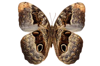 蝴蝶 彩蝶 花蝴蝶 动物 昆虫 免抠