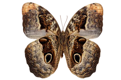 蝴蝶 彩蝶 花蝴蝶 动物 昆虫 免抠 蝴蝶 彩蝶 花蝴蝶 动物 昆虫 免抠