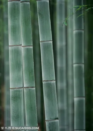 竹海-竖立得笔直的竹竿