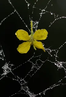 风景 露水 素材拍摄 (20)