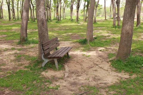 树林中旧长木椅侧面