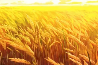 秋季小麦麦穗丰收背景