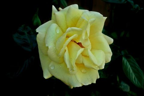 雨后黄玫瑰花朵图片