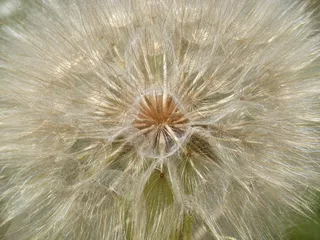 蒲公英近景图片