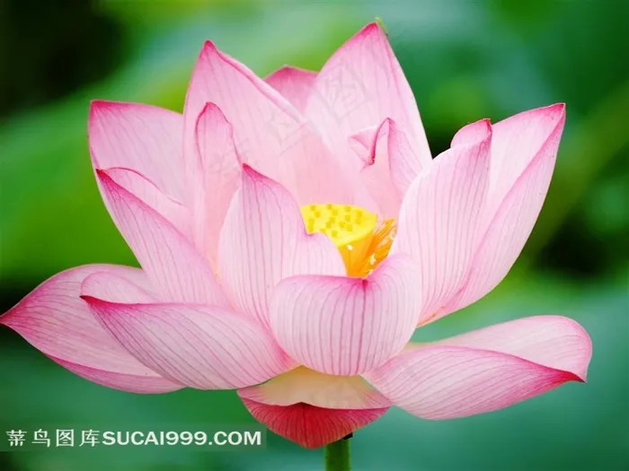 盛开的粉色荷花特写