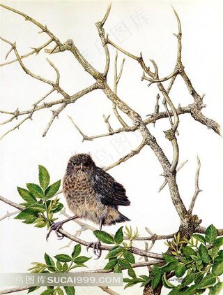 外国大师手绘动物插画树枝上的麻雀