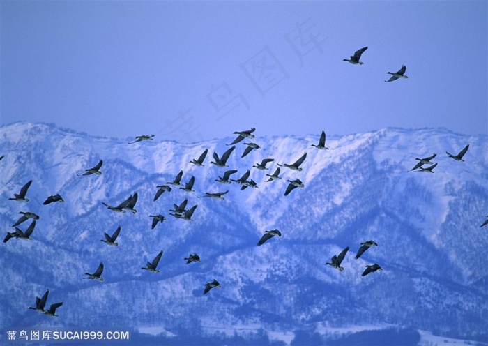 可爱鸟儿-翱翔的鸟儿