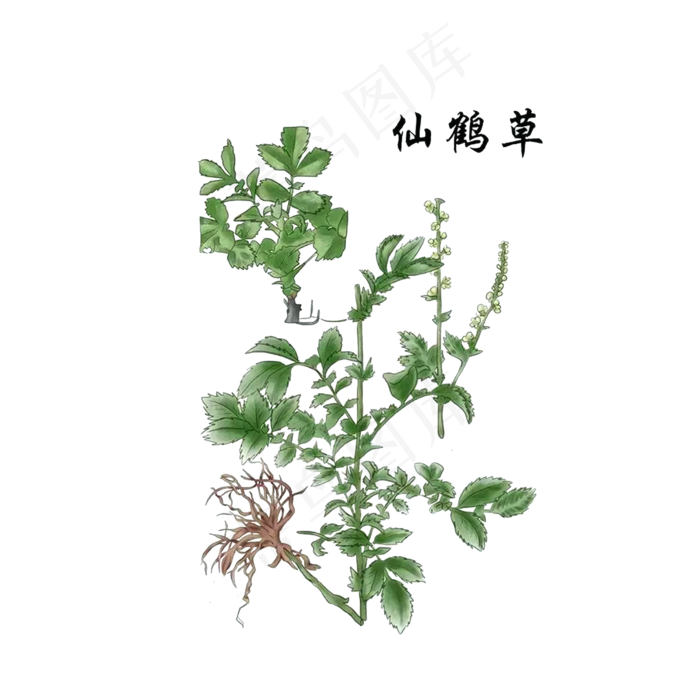 手绘草本中药药材仙鹤草