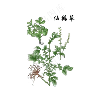 手绘草本中药药材仙鹤草 手绘草本中药药材仙鹤草
