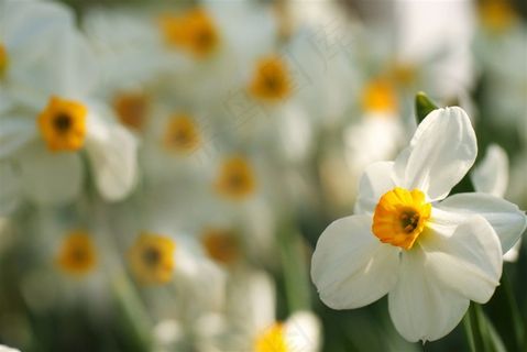 唯美鲜花高清摄影图片