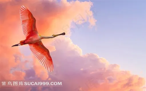 漂亮的飞鸟摄影素材