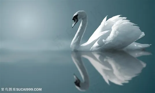 漂亮天鹅-湖面洁白的天鹅 漂亮天鹅-湖面洁白的天鹅