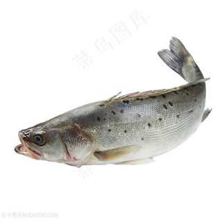 新鲜鱼食材图片