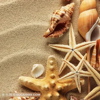 沙滩上的海星海螺图片