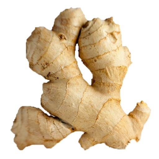 生姜 PNG免抠(520x520)