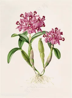 手绘高清兰花唯美插画 手绘高清兰花唯美插画